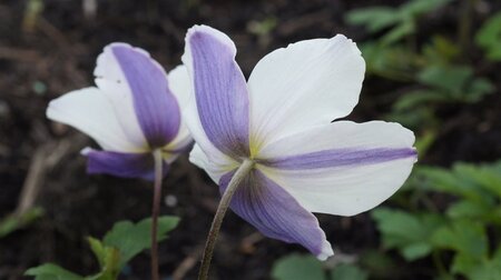 Anemone Wild Swan geen maat specificatie 0,55L/P9cm - afbeelding 6