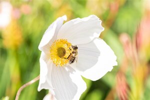 Anemone Wild Swan geen maat specificatie 0,55L/P9cm