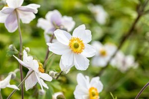 Anemone Wild Swan geen maat specificatie 0,55L/P9cm - afbeelding 2