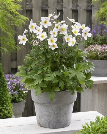 Anemone Wild Swan geen maat specificatie 0,55L/P9cm - afbeelding 7