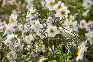 Anemone Wild Swan geen maat specificatie 0,55L/P9cm - afbeelding 3