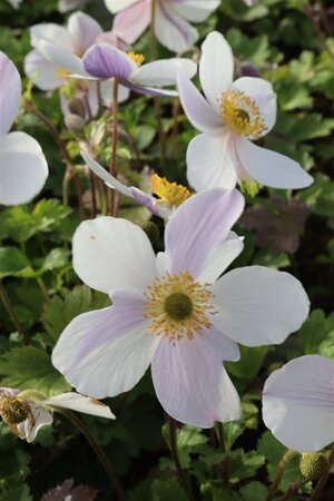 Anemone Wild Swan geen maat specificatie 0,55L/P9cm - afbeelding 4