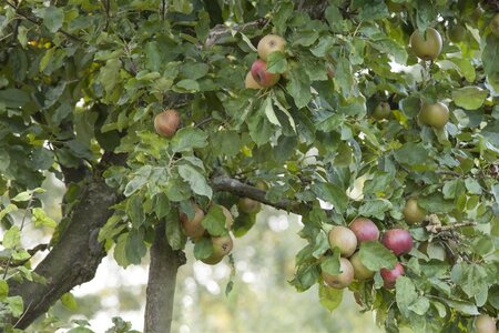 Appels in soorten (Malus domestica) 8-10 Halfstam cont. 10L leiboom - afbeelding 1