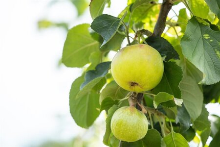 Appels in soorten (Malus domestica) 8-10 Halfstam cont. 10L leiboom - afbeelding 2