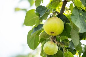 Appels in soorten (Malus domestica) 8-10 Halfstam cont. 10L leiboom - afbeelding 2