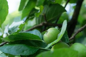 Appels in soorten (Malus domestica) 8-10 Halfstam cont. 10L leiboom - afbeelding 3