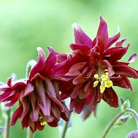 Aquilegia v. 'Ruby Port' geen maat specificatie 0,55L/P9cm