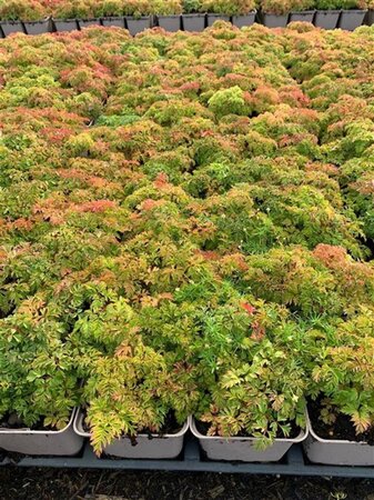 Aruncus aethusifolius geen maat specificatie 0,55L/P9cm - afbeelding 1