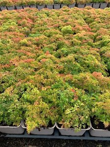 Aruncus aethusifolius geen maat specificatie 0,55L/P9cm