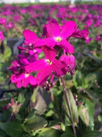 Arabis blepharophylla geen maat specificatie 0,55L/P9cm - afbeelding 1
