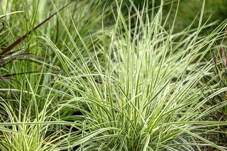 Arrhenatherum bulbosum 'Variegatum' geen maat specificatie 0,55L/P9cm - afbeelding 1