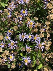 Aster ageratoides 'Adustus Nanus' geen maat specificatie 0,55L/P9cm - afbeelding 1