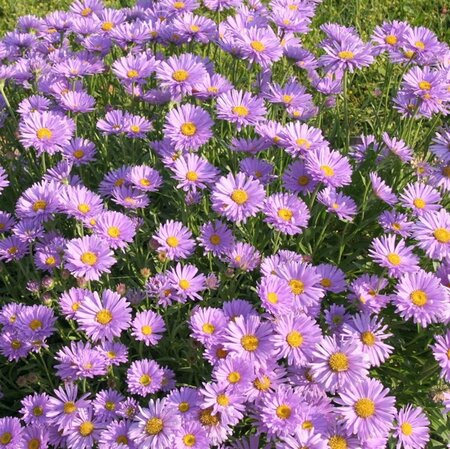 Aster alpinus geen maat specificatie 0,55L/P9cm - afbeelding 5