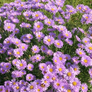 Aster alpinus geen maat specificatie 0,55L/P9cm - afbeelding 5