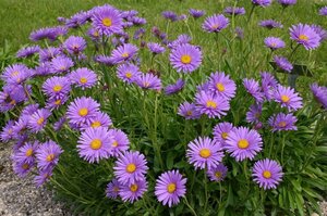 Aster alpinus geen maat specificatie 0,55L/P9cm - afbeelding 6