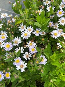 Aster ageratoides 'Stardust' geen maat specificatie 0,55L/P9cm - afbeelding 1