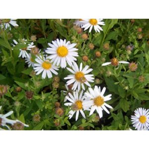 Aster ageratoides 'Stardust' geen maat specificatie 0,55L/P9cm - afbeelding 2