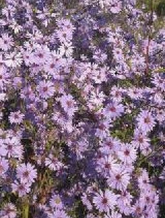 Aster cordifolius 'Blue Heaven' geen maat specificatie 0,55L/P9cm - afbeelding 1