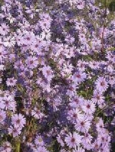 Aster cordifolius 'Blue Heaven' geen maat specificatie 0,55L/P9cm - afbeelding 1