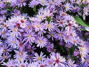 Aster cordifolius 'Blue Heaven' geen maat specificatie 0,55L/P9cm - afbeelding 2