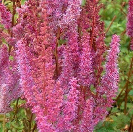 Astilbe c. 'Superba' geen maat specificatie 0,55L/P9cm
