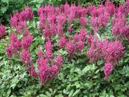 Astilbe c. 'Vision in Pink' geen maat specificatie 0,55L/P9cm - afbeelding 1