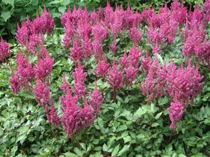 Astilbe c. 'Vision in Pink' geen maat specificatie 0,55L/P9cm - afbeelding 1