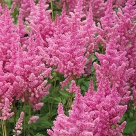 Astilbe c. 'Vision in Pink' geen maat specificatie 0,55L/P9cm - afbeelding 2