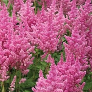 Astilbe c. 'Vision in Pink' geen maat specificatie 0,55L/P9cm - afbeelding 2