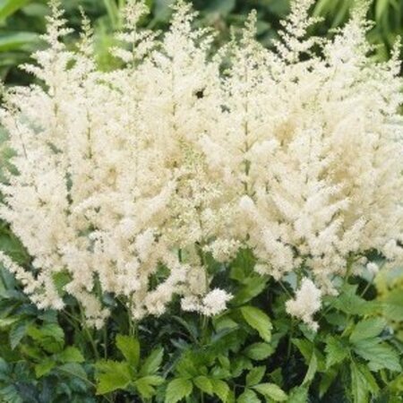 Astilbe (A) 'Diamant' geen maat specificatie 0,55L/P9cm - afbeelding 1