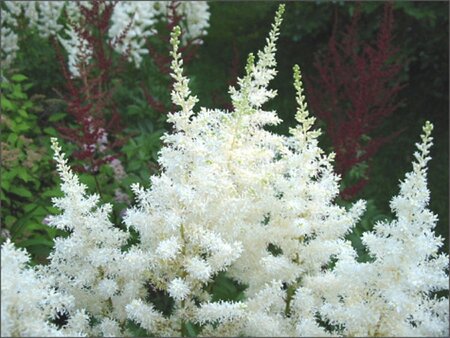 Astilbe (A) 'Diamant' geen maat specificatie 0,55L/P9cm - afbeelding 2