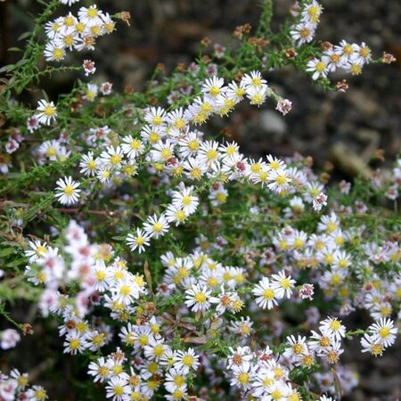 Aster ericoides 'Erlkönig' geen maat specificatie 0,55L/P9cm - afbeelding 4