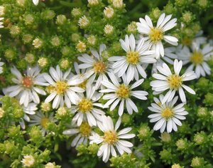 Aster ericoides 'Snowflurry' geen maat specificatie 0,55L/P9cm - afbeelding 3