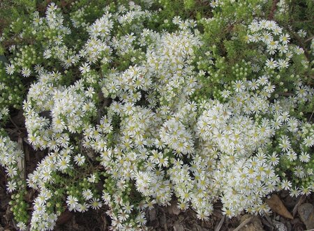 Aster ericoides 'Snowflurry' geen maat specificatie 0,55L/P9cm - afbeelding 5