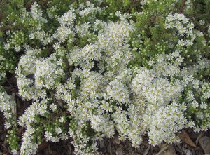 Aster ericoides 'Snowflurry' geen maat specificatie 0,55L/P9cm - afbeelding 5