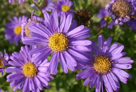 Aster frikartii 'Jungfrau' geen maat specificatie 0,55L/P9cm - afbeelding 4