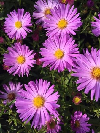 Aster (D) 'Herbstgruss v. Bresserh' geen maat specificatie 0,55L/P9cm - afbeelding 1