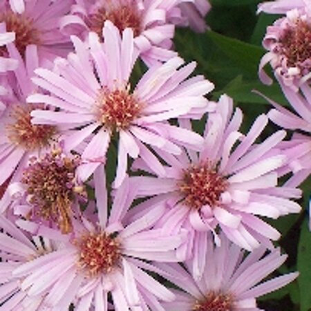 Aster (D) 'Herbstgruss v. Bresserh' geen maat specificatie 0,55L/P9cm - afbeelding 3
