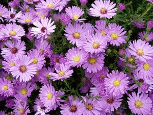 Aster (D) 'Herbstgruss v. Bresserh' geen maat specificatie 0,55L/P9cm - afbeelding 4