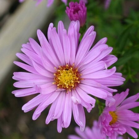 Aster (D) 'Herbstgruss v. Bresserh' geen maat specificatie 0,55L/P9cm - afbeelding 5