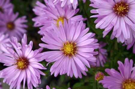 Aster (D) 'Herbstgruss v. Bresserh' geen maat specificatie 0,55L/P9cm - afbeelding 6