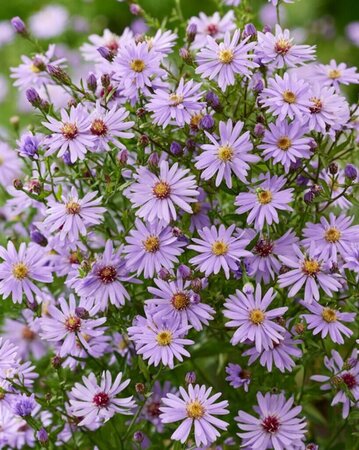 Aster 'Little Carlow' geen maat specificatie 0,55L/P9cm - afbeelding 1