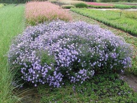 Aster 'Little Carlow' geen maat specificatie 0,55L/P9cm - afbeelding 2