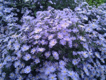 Aster 'Little Carlow' geen maat specificatie 0,55L/P9cm - afbeelding 3