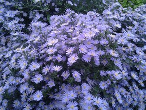 Aster 'Little Carlow' geen maat specificatie 0,55L/P9cm - afbeelding 3