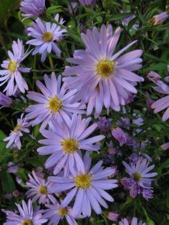 Aster 'Little Carlow' geen maat specificatie 0,55L/P9cm - afbeelding 4
