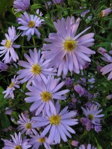 Aster 'Little Carlow' geen maat specificatie 0,55L/P9cm - afbeelding 4