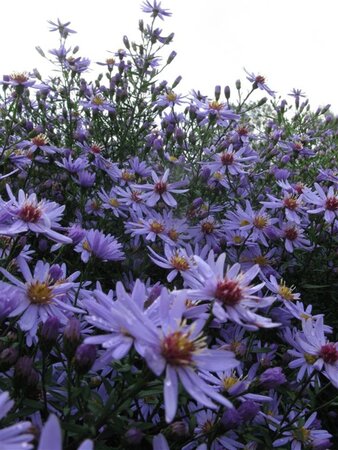 Aster 'Little Carlow' geen maat specificatie 0,55L/P9cm - afbeelding 5
