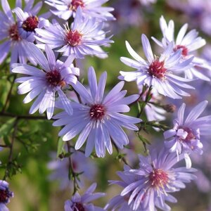 Aster 'Little Carlow' geen maat specificatie 0,55L/P9cm