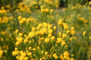 Aster linosyris geen maat specificatie 0,55L/P9cm - afbeelding 3